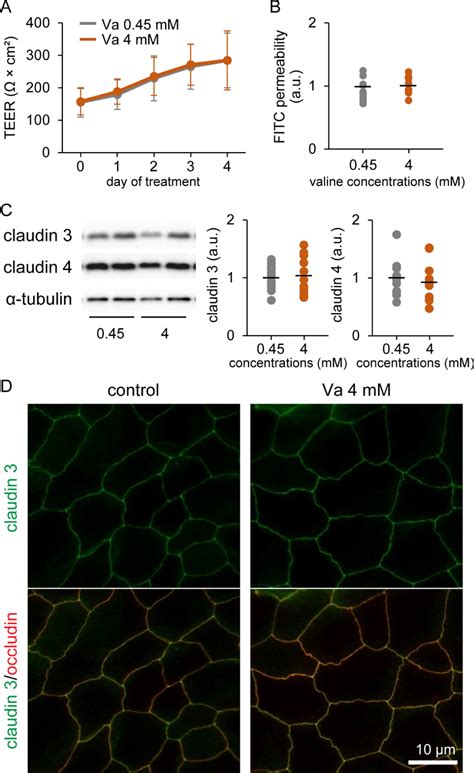 Influence Of Valine On Tight Junction TJ Barrier Function In Cultured