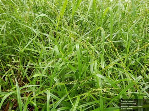 Invasive Grasses Rushes And Sedges In South Florida Southwest Florida Cisma