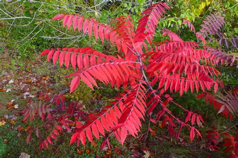 Thousand Islands Life Magazine Aid For What Ails Yes Sumacs