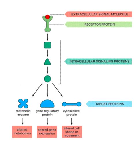 Signal Transduction Flashcards Quizlet