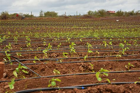 Irrigation In Kenya By Grekkon Limited