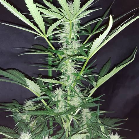 Banana Kush Cake Feminized Strain Info Banana Kush Cake Feminized