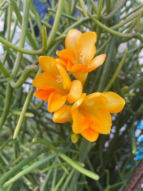 Freesia Refracta Jacq Klatt World Flora Pl Ntnet Identify