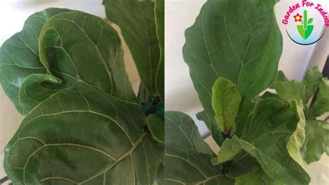 Fiddle Leaf Fig Leaves Curling (Causes And Solutions) - Garden For Indoor