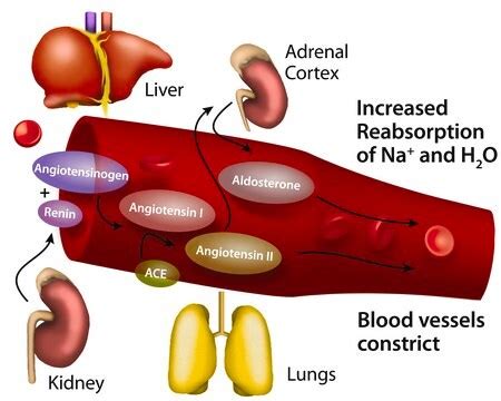 Angiotensin Converting Enzyme from rabbit lung ≥2.0 units/mg protein ...