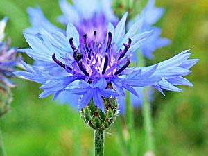 Medicinal Herbs Cornflower Centaurea Cyanus