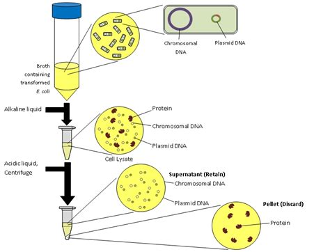 plasmid dna extraction from e.coli lab report