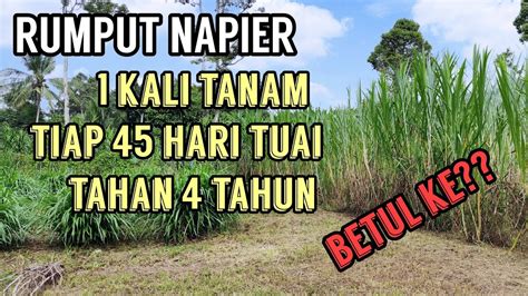 Tanam Rumput Napier Menjana Pendapatan Youtube