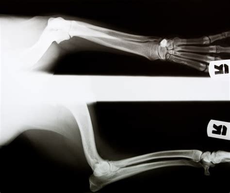 5 Signs Your Dog May Have A Ripped Acl: The Silent Injury To Watch Out For