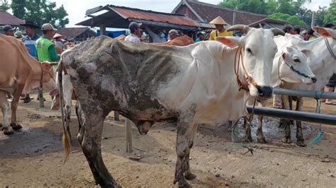 Juta Babon Kurus Harga Murah Ada Yg Hamil Bulan Pasar Sapi