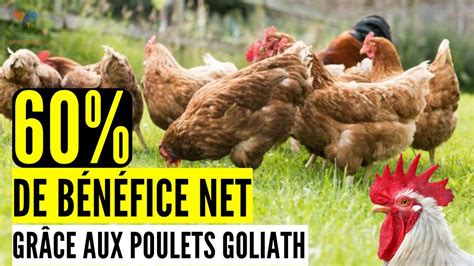 Choses à SAVOIR Sur L élevage Des POULETS GOLIATH GAGNEZ 53 OFF