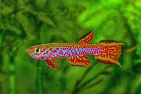 Killifish Care Guide Varieties Pictures Lifespan Breeding Hepper