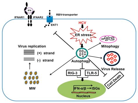 Viruses Free Full Text Hepatitis C Virus Infection Induces