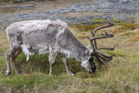 31 Examples of Animals with Antlers (A to Z List & Pictures) – Fauna Facts