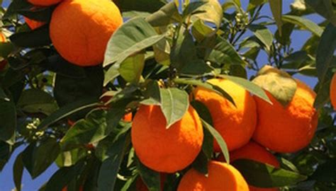 How To Care For Orange Trees In Arizona Garden Guides