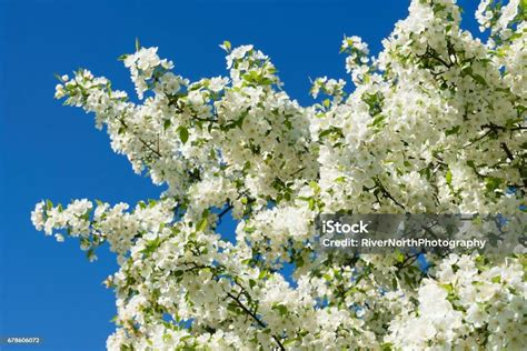 Beautiful Bradford Pear Tree Blooms In Spring Stock Photo Download