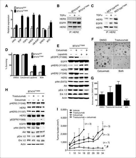 Human Breast Cancer Cells Harboring A Gatekeeper T798m Mutation In Her2