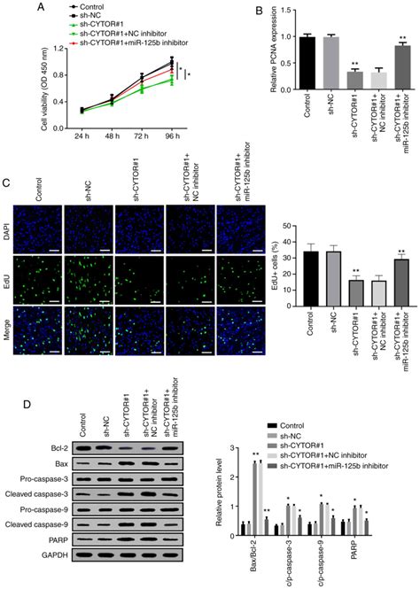 Lncrna Cytor Promotes Cell Proliferation And Tumor Growth Via Mir B