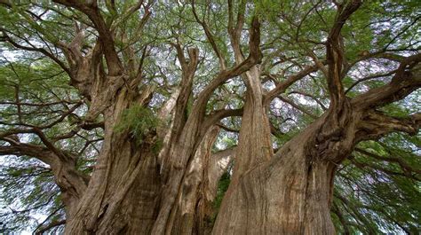 Ahuehuete As Es El Ic Nico Y Milenario Rbol Nacional De M Xico