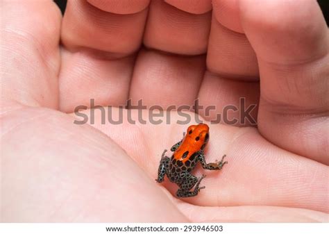 Redbacked Poison Frog Ranitomeya Reticulata Colorful Stock Photo