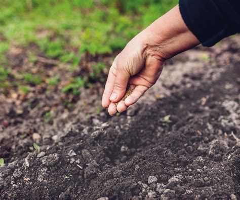 How To Grow Arugula Successfully In Your Vegetable Garden Homes Gardens