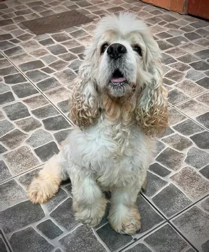 Cocker Spaniel Americano Macho 4 Años En Adopción en venta en Lima Lima