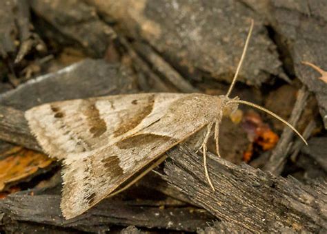 Small Brown Moth Caenurgina Erechtea Bugguidenet