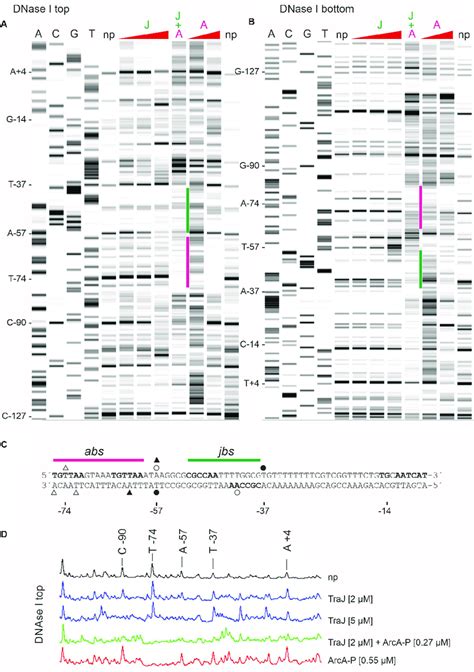 DNase I Protection Pattern By TraJ R1 And ArcA P Obtained On R1P Y