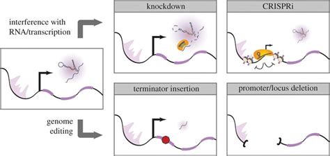 Different Approaches For Disrupting LncRNAs Methods Such As Knockdown