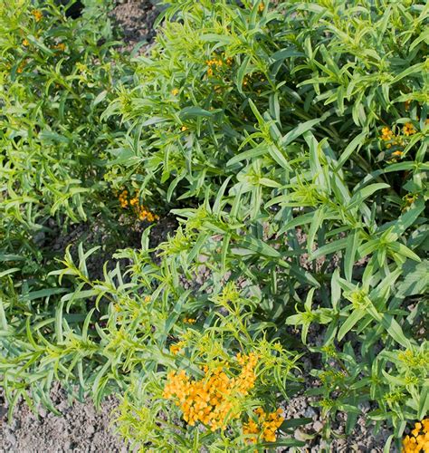 Mexican Tarragon Certified Organic – West Coast Seeds