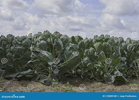 Campo De Plantas Novas Da Couve De Bruxelas Foto De Stock Imagem De