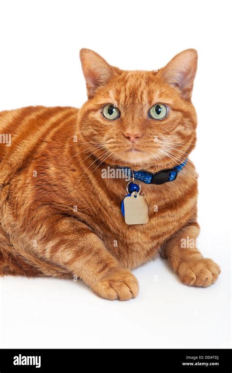 Fat Orange Tabby Cat Stock Photo - Alamy