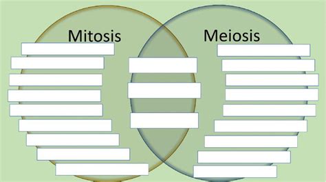 Diagrama De Venn Mitosis Y Meiosis Online Exercise For Live Worksheets