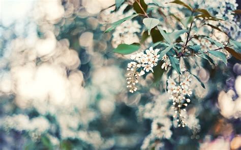 Wallpaper Cherry Flowers Leaves Reflections Tree 1920x1200