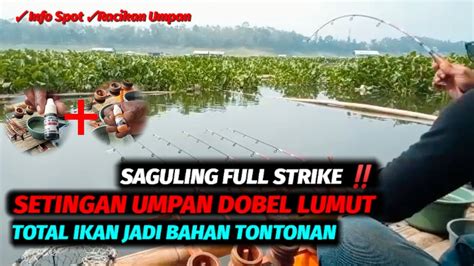 Saguling Full Strike Gak Nyangka Sebanyak Ini Ikan Nila Makanin