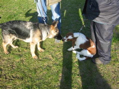 Puppytraining Kynologenvereniging Nieuwegein KVN