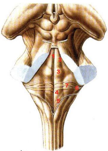 rhomboid fossa + Flashcards | Quizlet