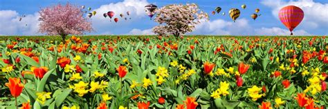 kostenlose foto bluehen feld wiese blume bluetenblatt tulpe