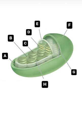 Chloroplast Flashcards Quizlet