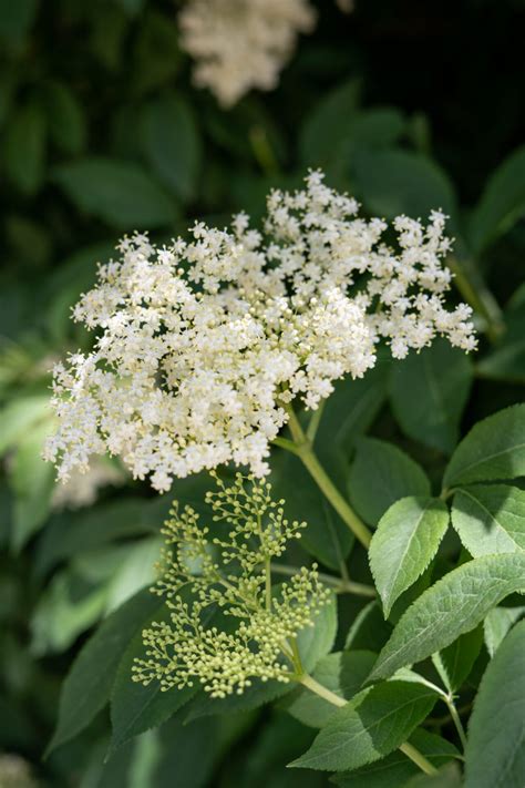 Sambucus Nigra Schwarzer Holunder Flora Di Berna