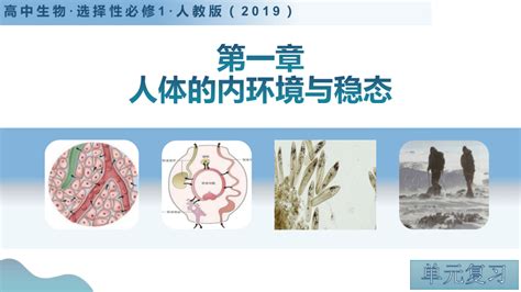 第一章 人体的内环境与稳态（单元复习课件）共22张ppt高二生物（人教版2019选择性必修1）21世纪教育网 二一教育