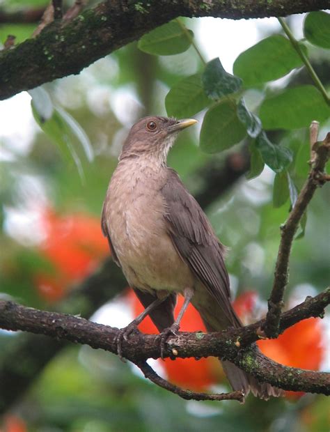 Clay-colored Thrush | Audubon Field Guide