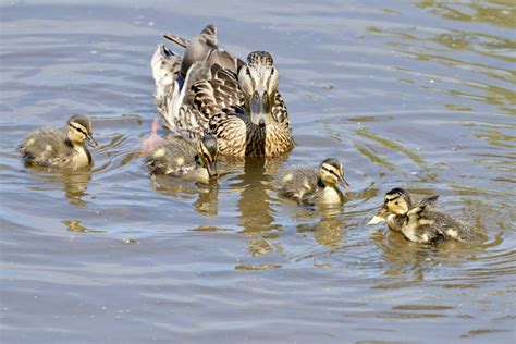 La mare aux canards Étang Dahouët Josie Staehle Flickr