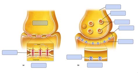 The Structures Of Electrical And Chemical Synapses Diagram Quizlet