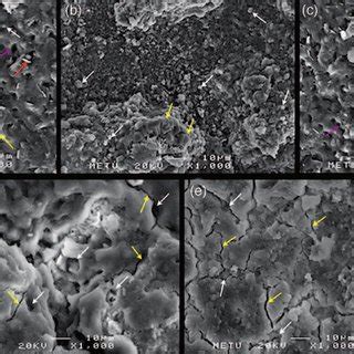 Photomicrographs Obtained By SEM Of The Representative Specimens Of The