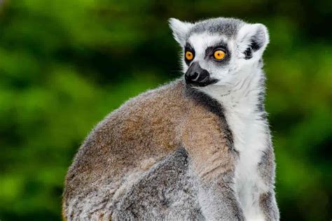 Madagaskar les om historie språk politikk Store norske leksikon