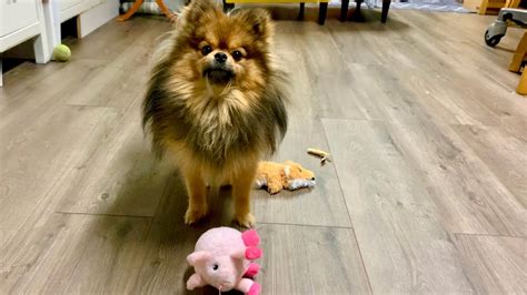 Hendo Vs Miss Piggy Pomeranian Cute Playtime Gift Puppy