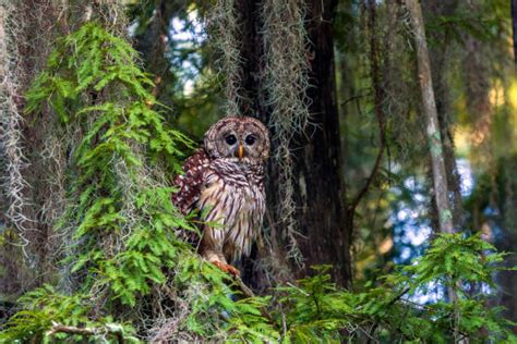 Barred Owl Facts Size Sounds Habitat And Pictures