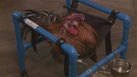 Rescue Chicken Using Therapy Wheelchair To Learn To Walk Again 6abc