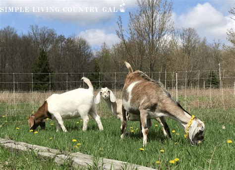 Portable goat fencing | Simple Living Country Gal